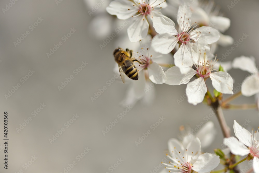 Abeille sur fleurs d'arbre fruitier Abeille sur fleurs d'arbre fruitier