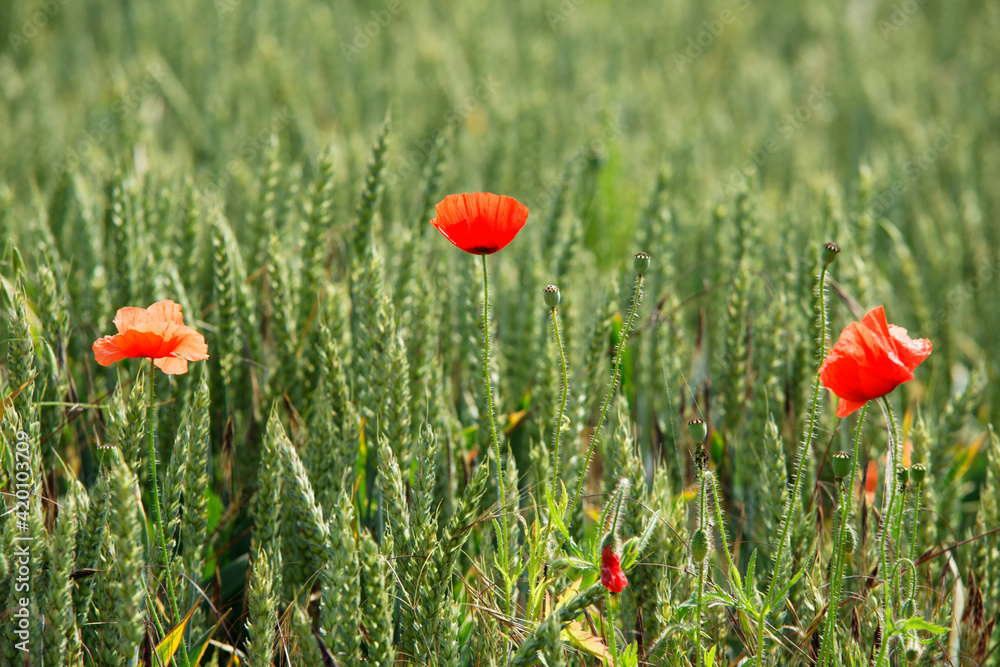 Obraz premium coquelicot