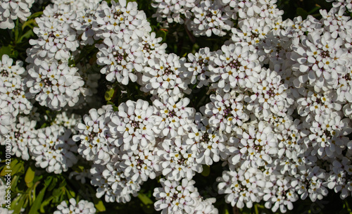Floral white background. Small evergreen flowers of Candytuft Iberis Sempervirens illuminated by the sun.