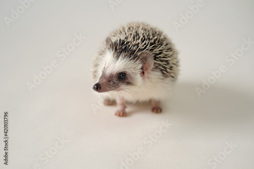 Hedgehog. Pygmy hedgehog. African white-bellied hedgehog close-up on a light beige background.Pets. gray little hedgehog.Atelerix albiventris