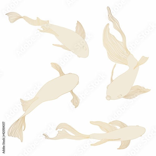 Golden fish set, hand drawing. Beautiful Japanese Koi carps fish on a white background. Fish for tattoo or wallpaper. 