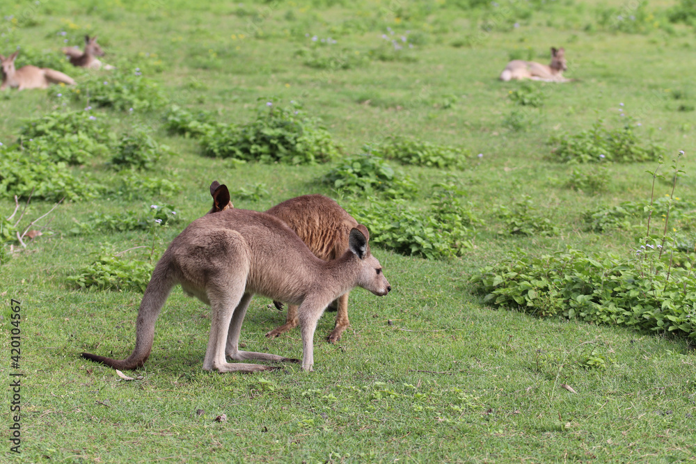 kangaroo and foal kangaroo and foal