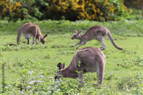 kangaroo and baby © Light Reflex Visuals