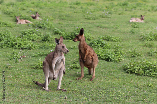 kangaroo and foal