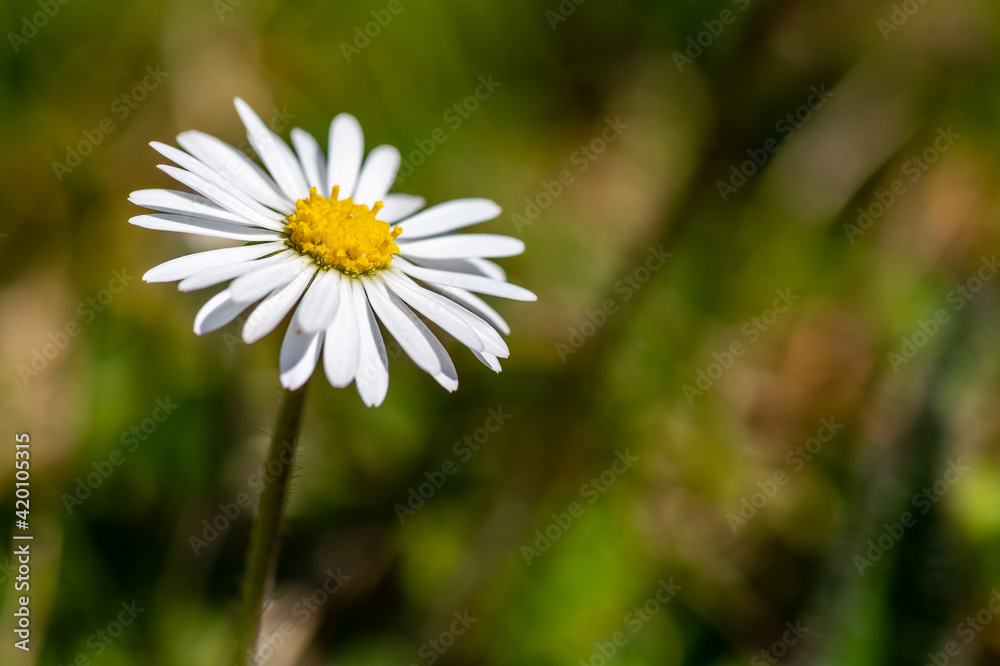 Fototapeta premium Blumen