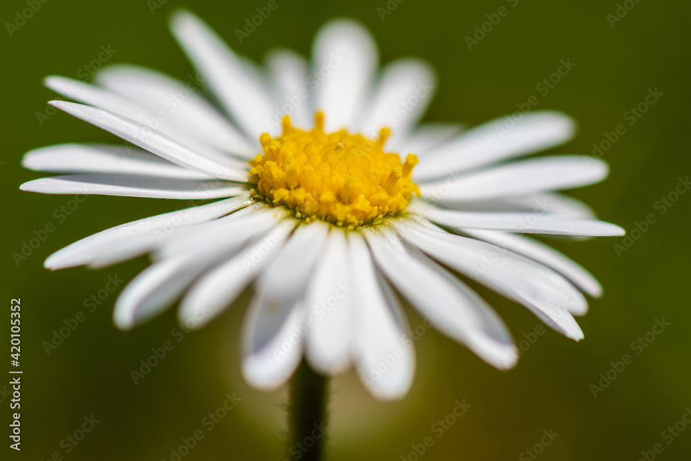 Blumen Blumen