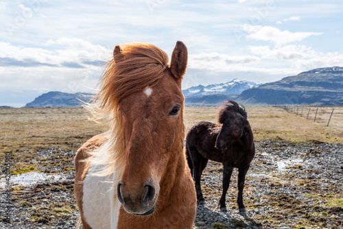Portrait of Icelandic wild horse on a beautiful sunny day with a postcard like background