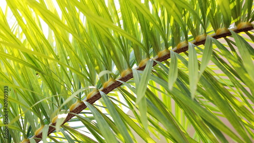 Branches and palm leaves. Details of fresh green palm leaves in natural sunlight. Select content and close focus.