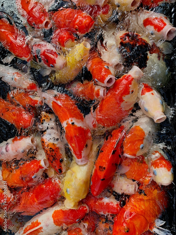 A group of koi fish fighting for food in a fish pond. Feed the koi fish