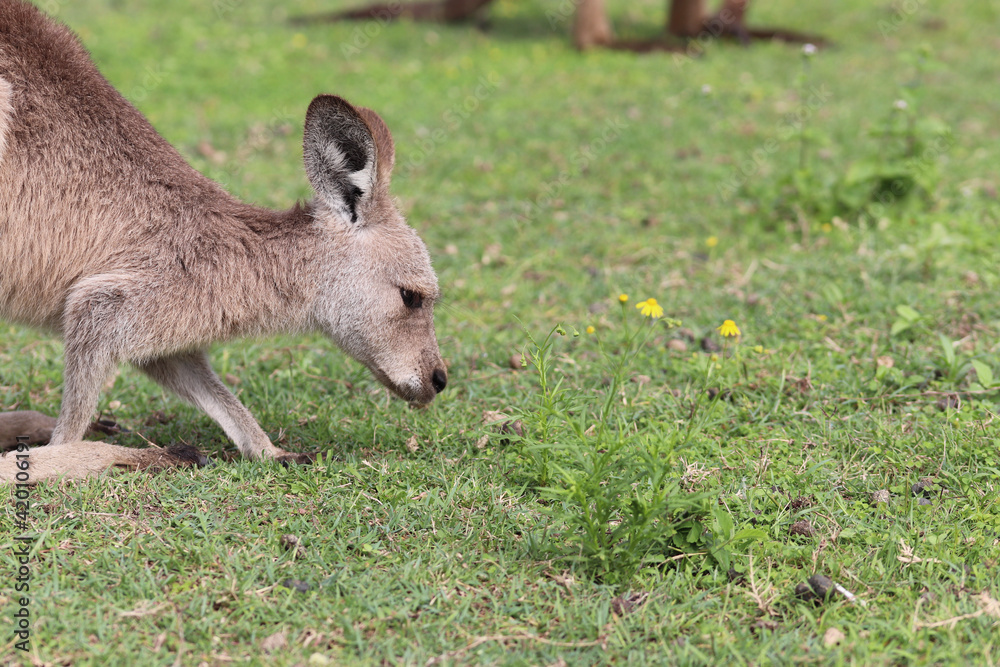 Fototapeta premium kangaroo in the grass
