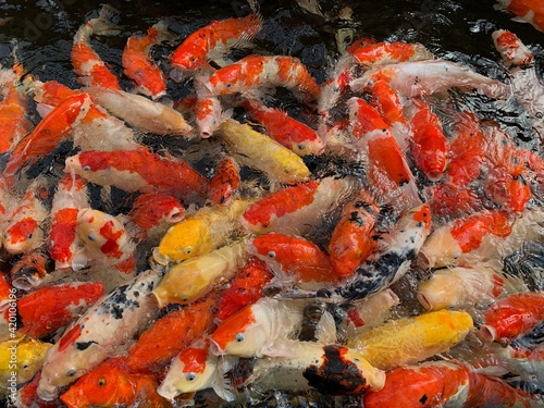 A group of koi fish fighting for food in a fish pond. Feed the koi fish