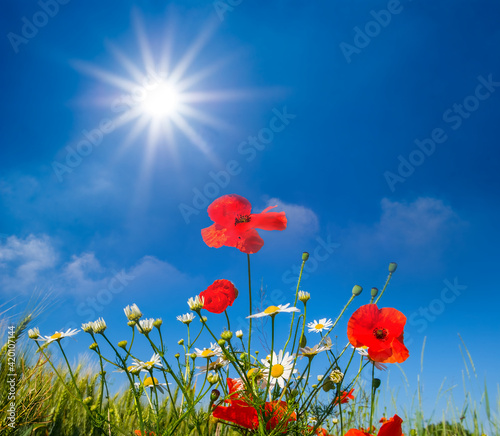 summer prairie with red poppy flowers under a sparkle sun