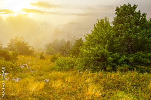 forest glade in light of evening sun, natural sunset background