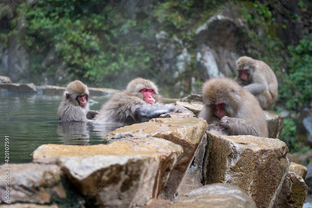 Obraz premium Schneeaffen in Japan