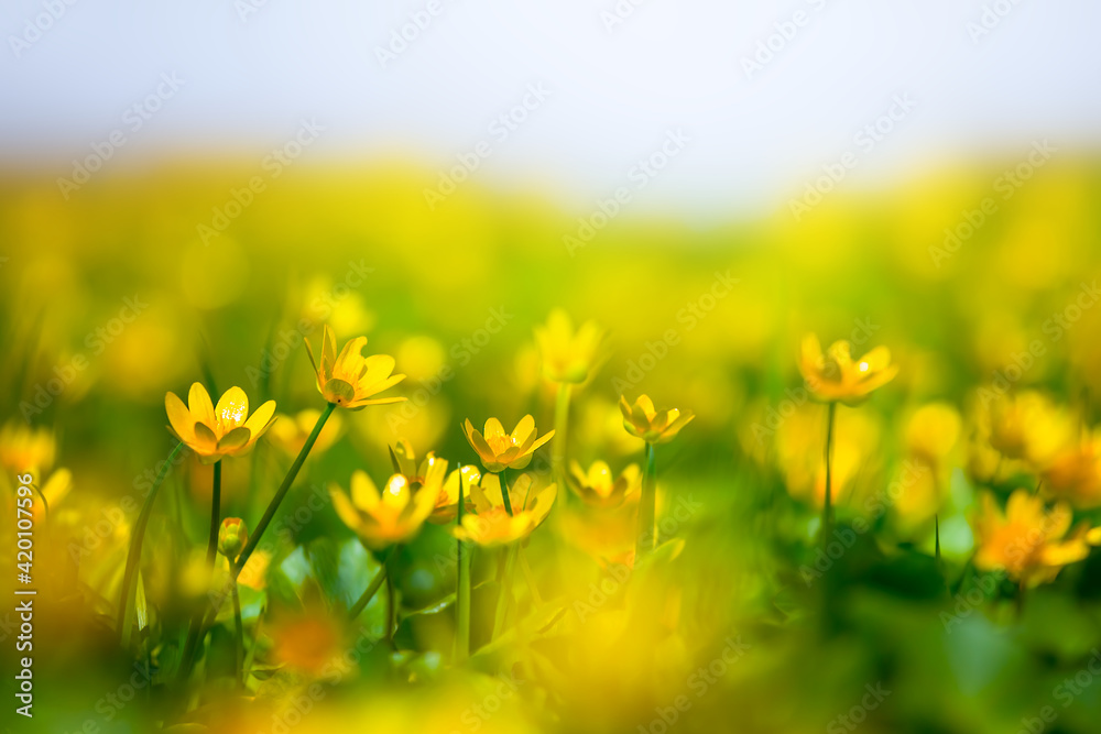 Fototapeta premium beautiful spring green forest glade with flowers