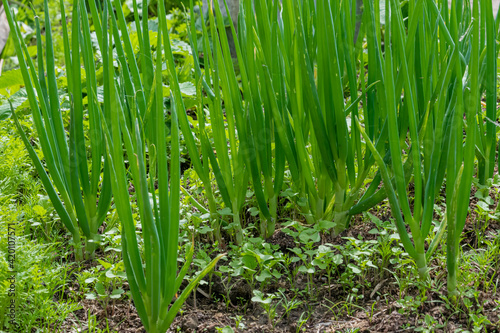 Small sprouts of young green onions grow in the ground in the spring in the garden. Theme spring work on the land in the garden  gardening  growing crops