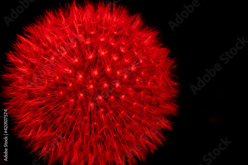 fluffy dandelion in red light on a dark background