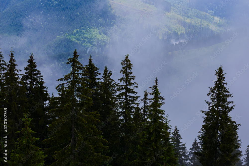 fir tree forest growth in misty mountain valley
