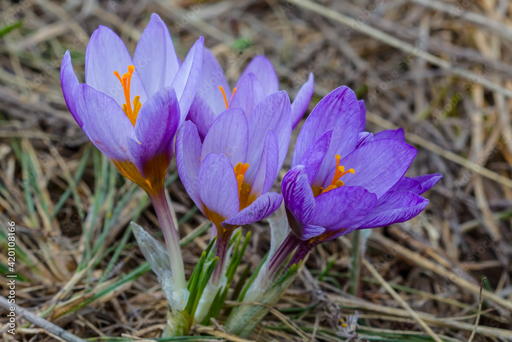 closeup heap of violet flowers in dry grass, spring natural background closeup heap of violet flowers in dry grass, spring natural background