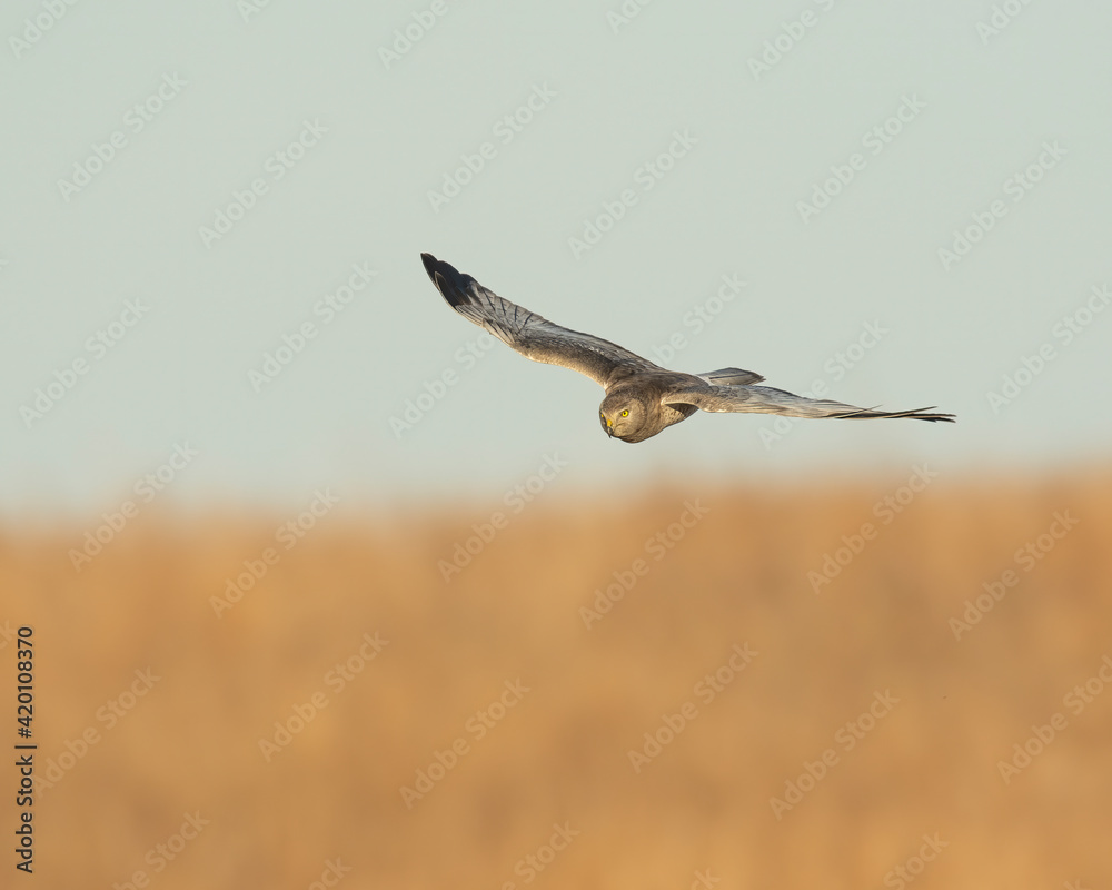 Short Eared Owl hunting over the prairie in Oklahoma Short Eared Owl hunting over the prairie in Oklahoma