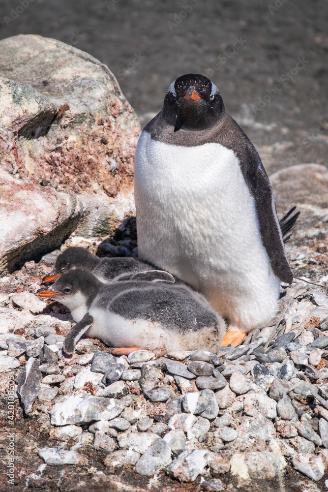 Fototapeta premium Penguins with it's babies in King George Island of Antarctica.