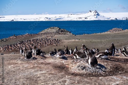 Penguins with it's babies in King George Island of Antarctica.