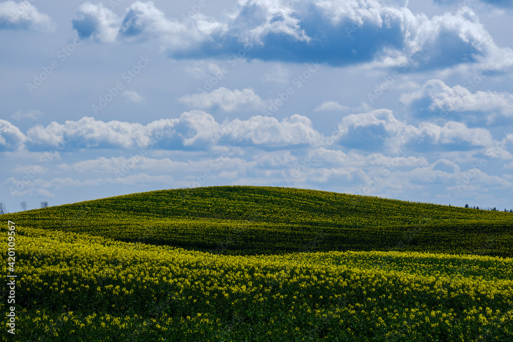 country landscape with green meadow and blue sky above