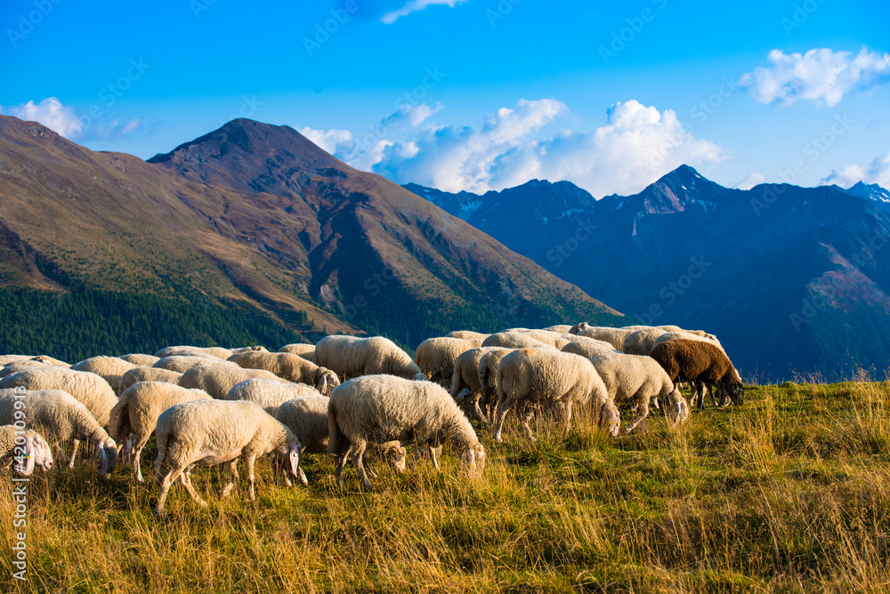 A herd of different sheep grazes in the mountains in Livigno, Italy.