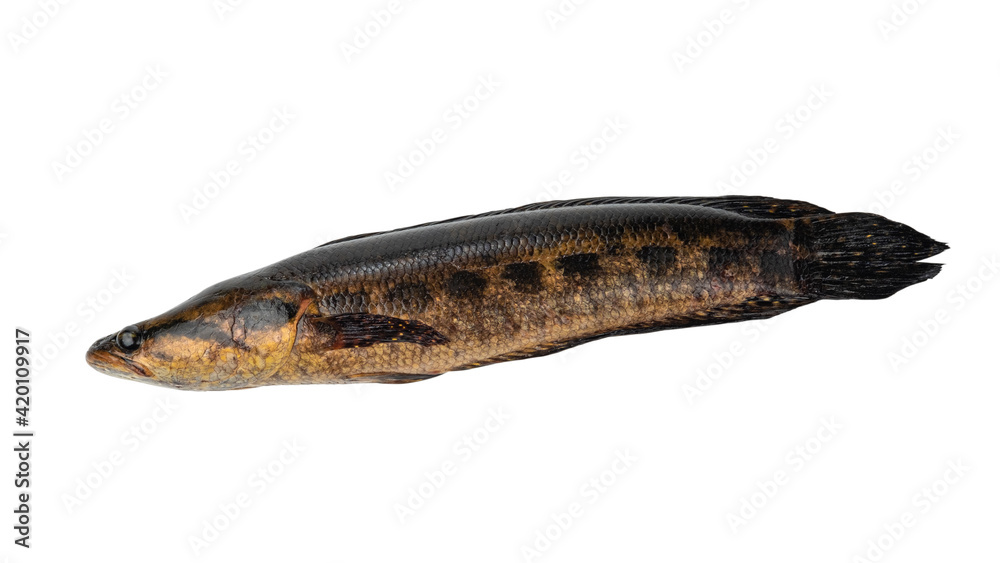 Blotched snakehead fish isolated on white background with clipping path. Blotched snakehead fish isolated on white background with clipping path.