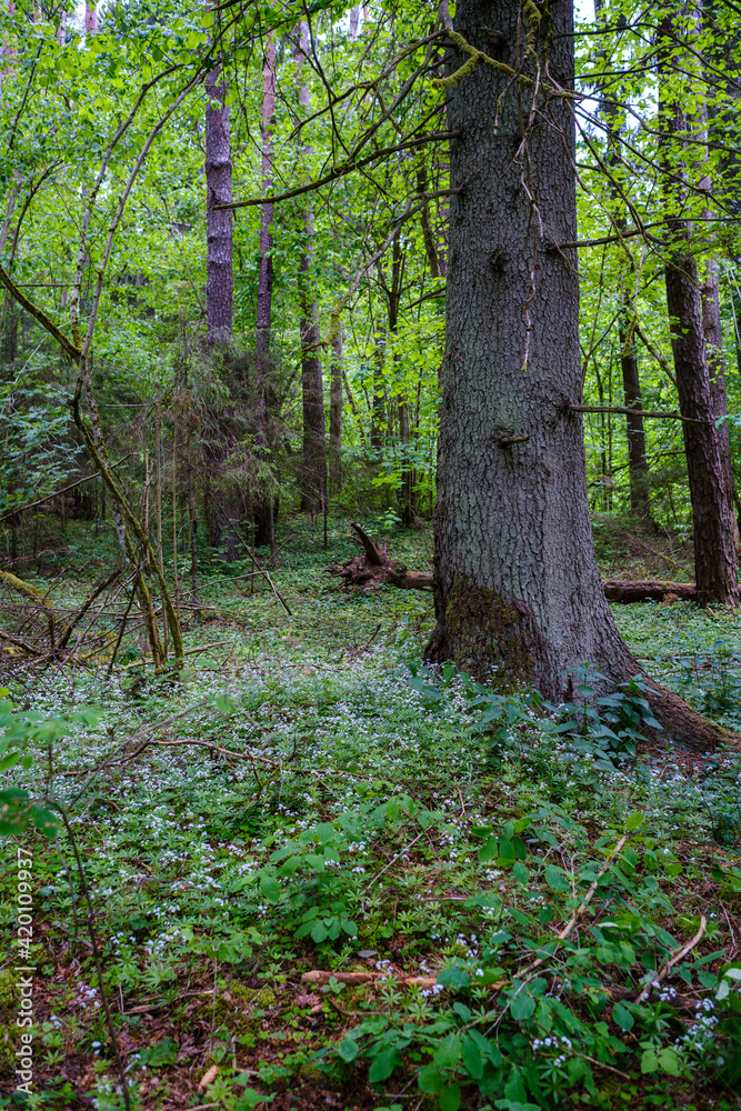 green forest lush with leaves, foliage and bush texture in summer green forest lush with leaves, foliage and bush texture in summer