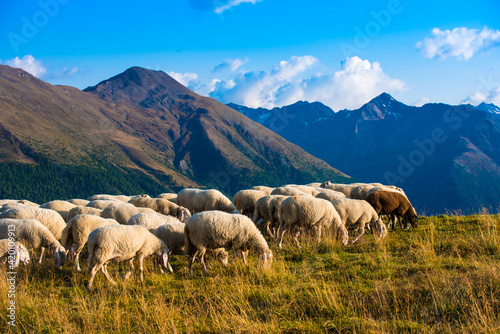 A herd of different sheep grazes in the mountains in Livigno, Italy.