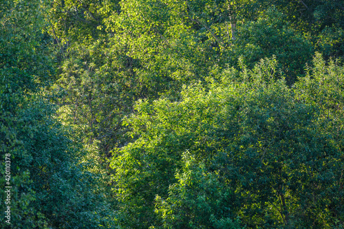 green forest lush with leaves, foliage and bush texture in summer