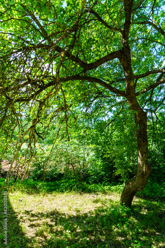 green forest lush with leaves, foliage and bush texture in summer green forest lush with leaves, foliage and bush texture in summer