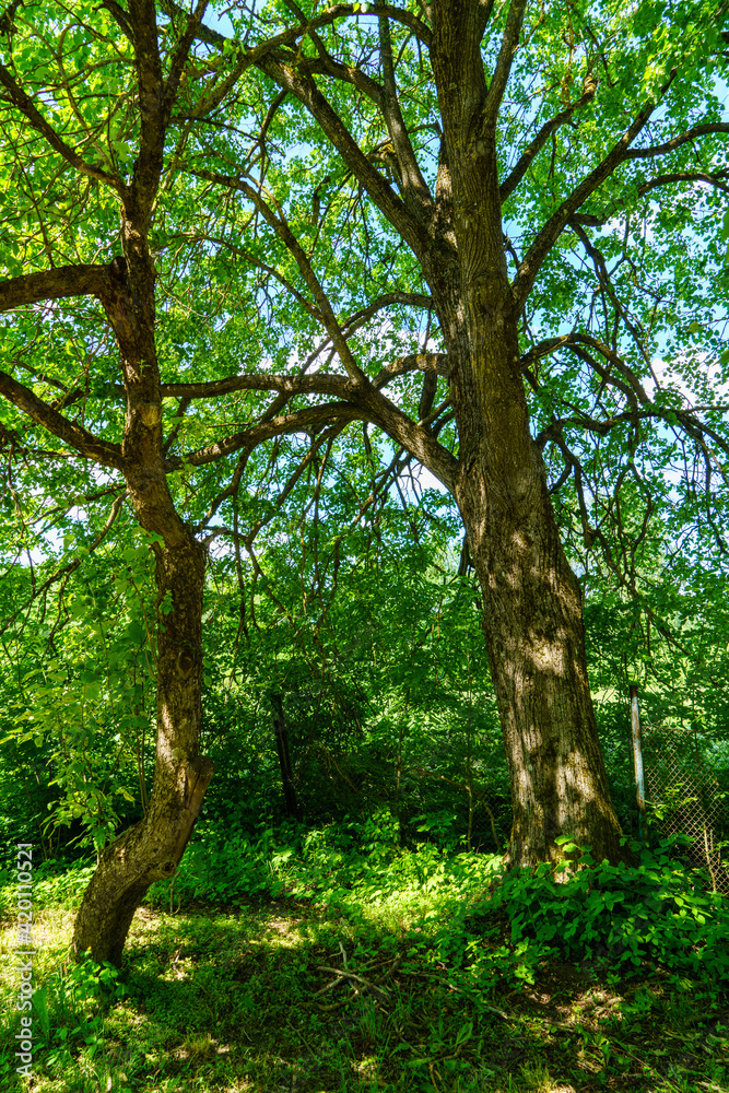 green forest lush with leaves, foliage and bush texture in summer green forest lush with leaves, foliage and bush texture in summer