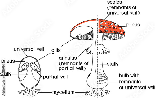 Internal and external Structure of fruiting body of fly agaric (Amanita muscaria) mushroom isolated on white background