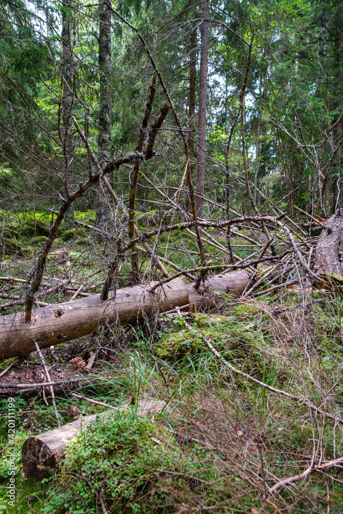 old dry tree trunk stomp in forest for wood logs old dry tree trunk stomp in forest for wood logs