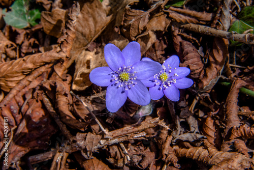 Anemone Hepatica