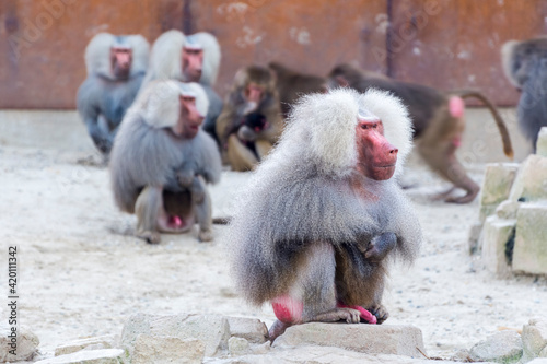 Group of Hamadryas baboon are sitting together