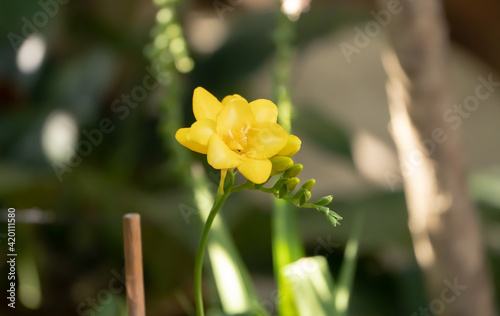 hermosa flor amarilla fotografiada en un campo lleno de naturaleza photo