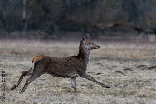 Female deer in a clearing near the forest