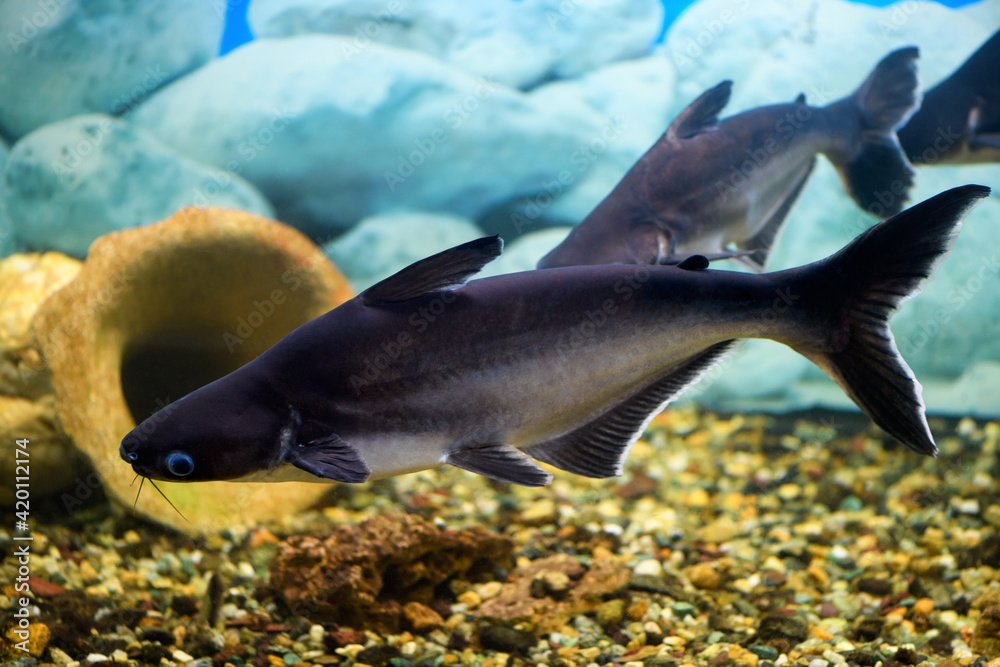 Pangasius fish in the aquarium. Pangasianodon hypophthalmus. Pangasius fish in the aquarium. Pangasianodon hypophthalmus.