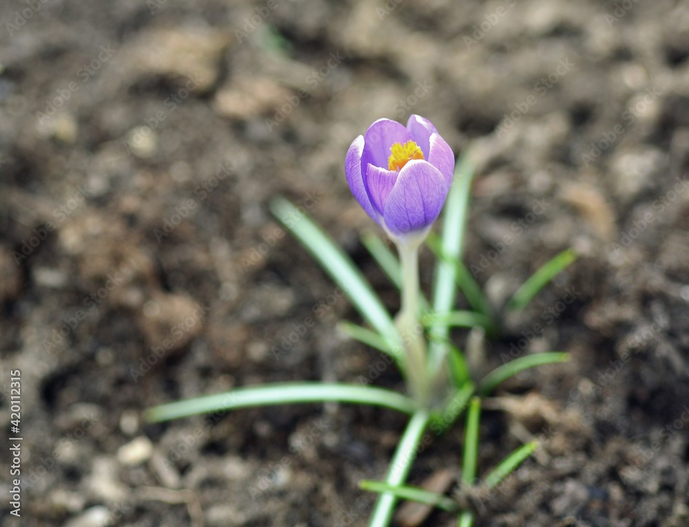 Obraz premium Spring crocus (Crocus vernus)