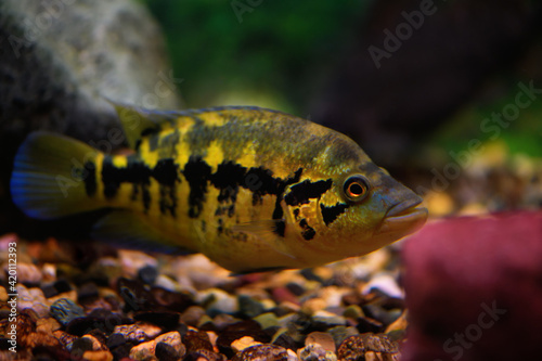 Cichlasoma Salvini fish in the aquarium (Salvin's cichlid) photo