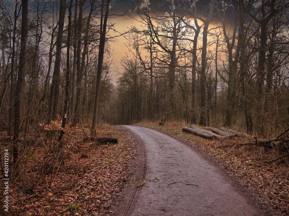 Fototapeta premium Waldweg in der Dämmerung