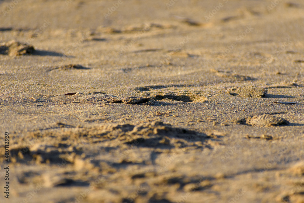 Footprints in the sand, on the summer beach Footprints in the sand, on the summer beach