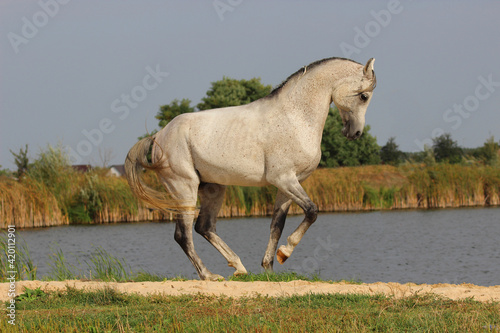 white horse running in the field, Thoroughbred Arab stallion dances, performs piaffe on the shore of the lake at large photo