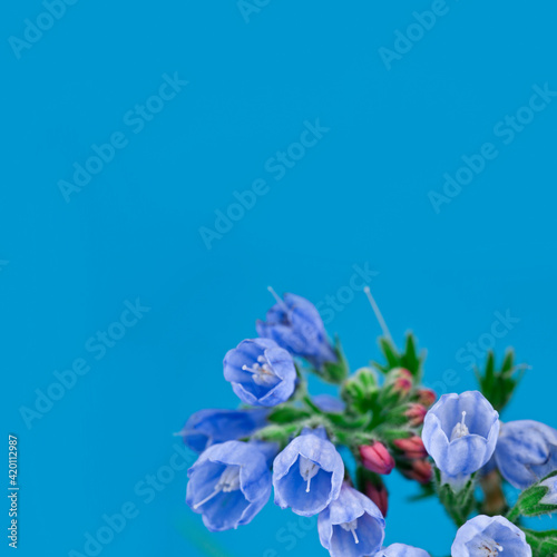 The Common Comfrey (Symphytum officinale) herb on a blue background. Text space.