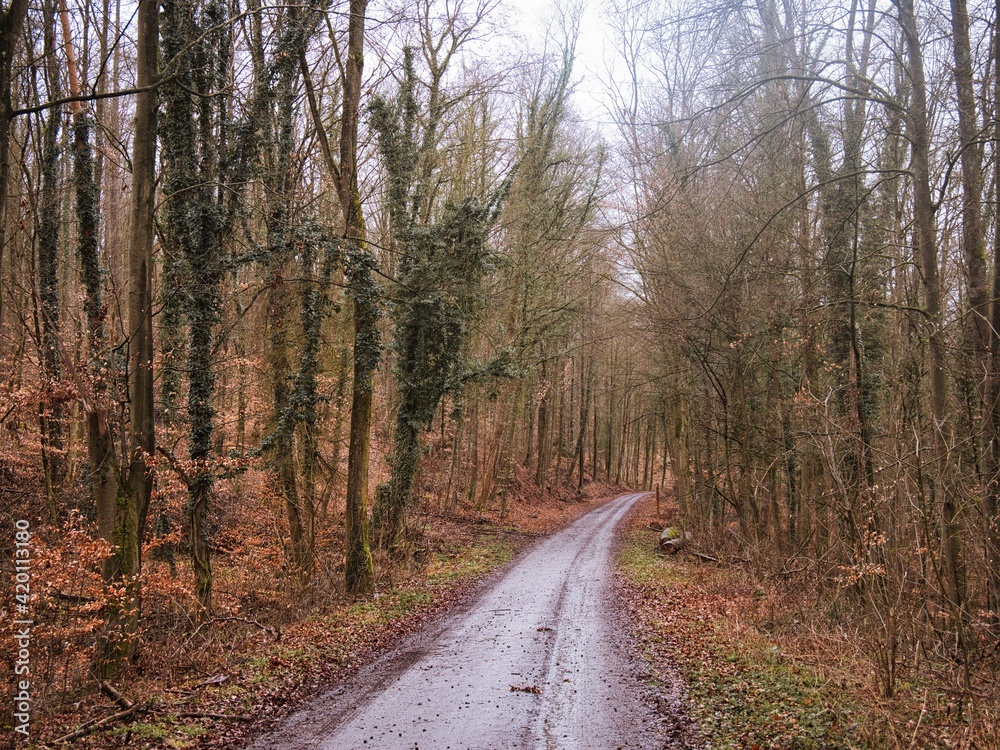 Fototapeta premium Waldweg am Morgen