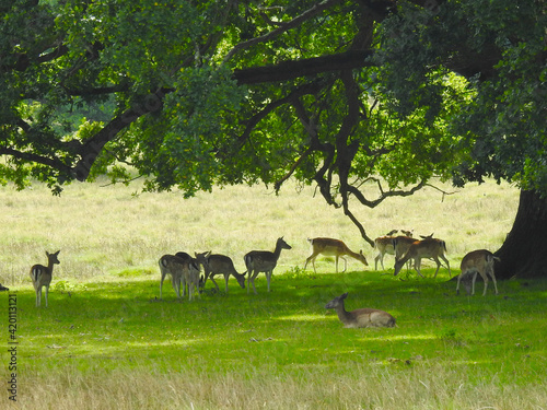 Fototapeta Naklejka Na Ścianę i Meble -  A herd of deer in the shade under a big tree