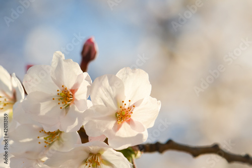white cherry blossom during Cherry Blossom Festival in Washington D.C. United States of America